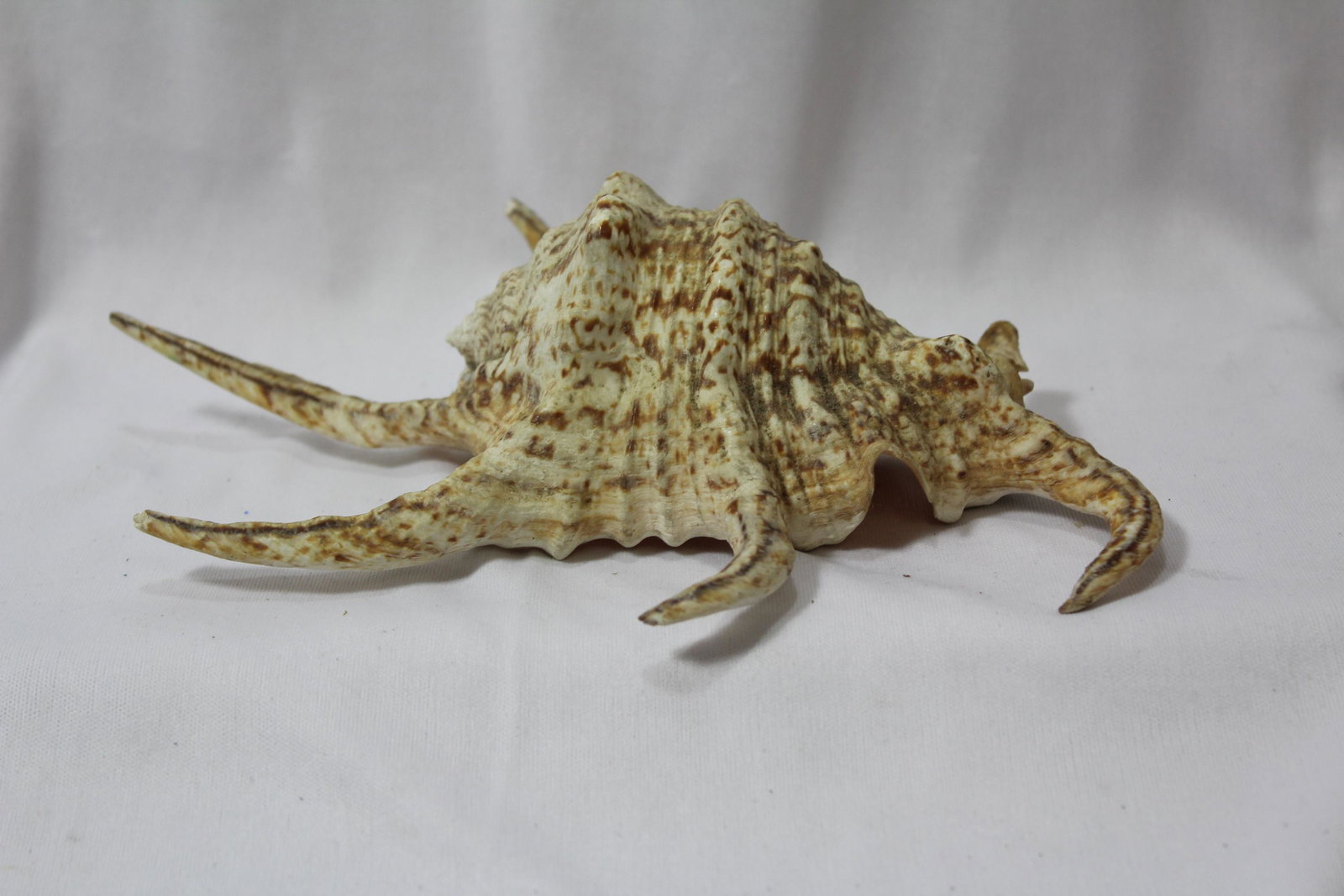 A Murex Sea Shell: 8 1/4" long