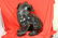 A Decorative Ceramic Foo Lion - 8