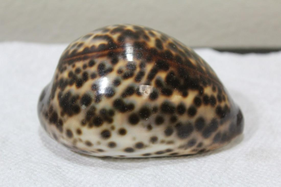 A Sea Shell: 3 1/2" long