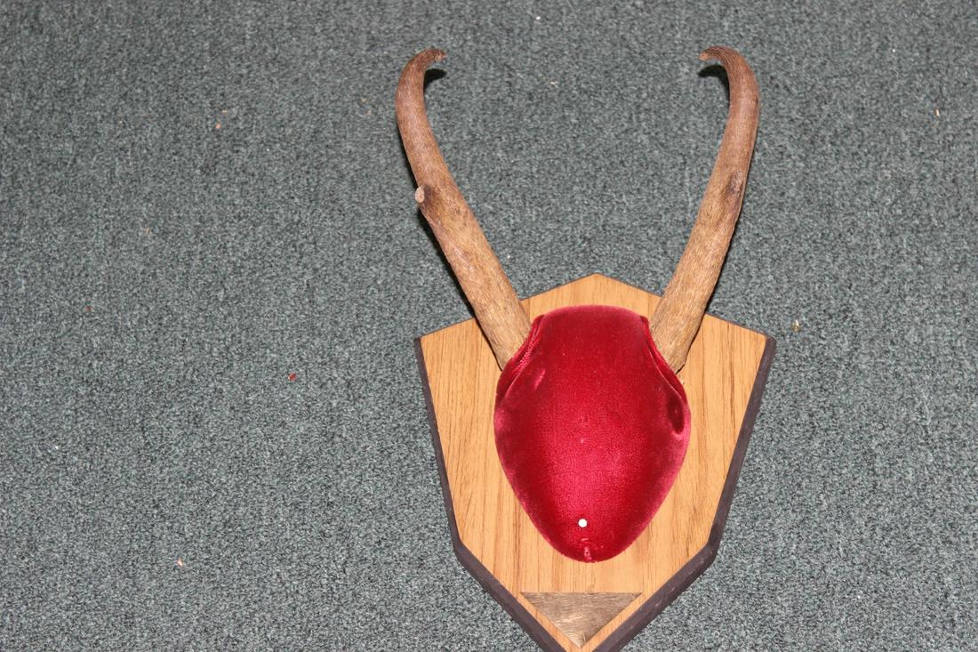 Antler Mount: 9 inches wide