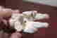 item-131624088=4