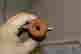 item-131621536=9