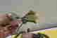 item-133978104=7