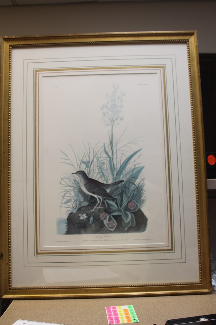 Framed J.J. Audobon Print: overall= 31 1/2" x 24"