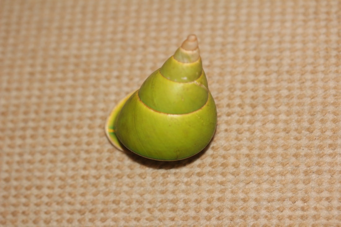 Unusual Shell: as shown