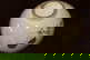 item-210987295=5