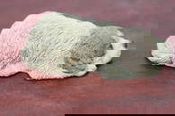 A Composite Material Sandicast Dog