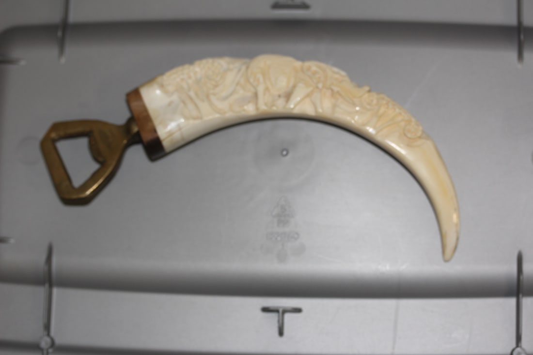 Boar's Tooth Bottle Opener: nicely carved - 6 1/2" straight line measurement