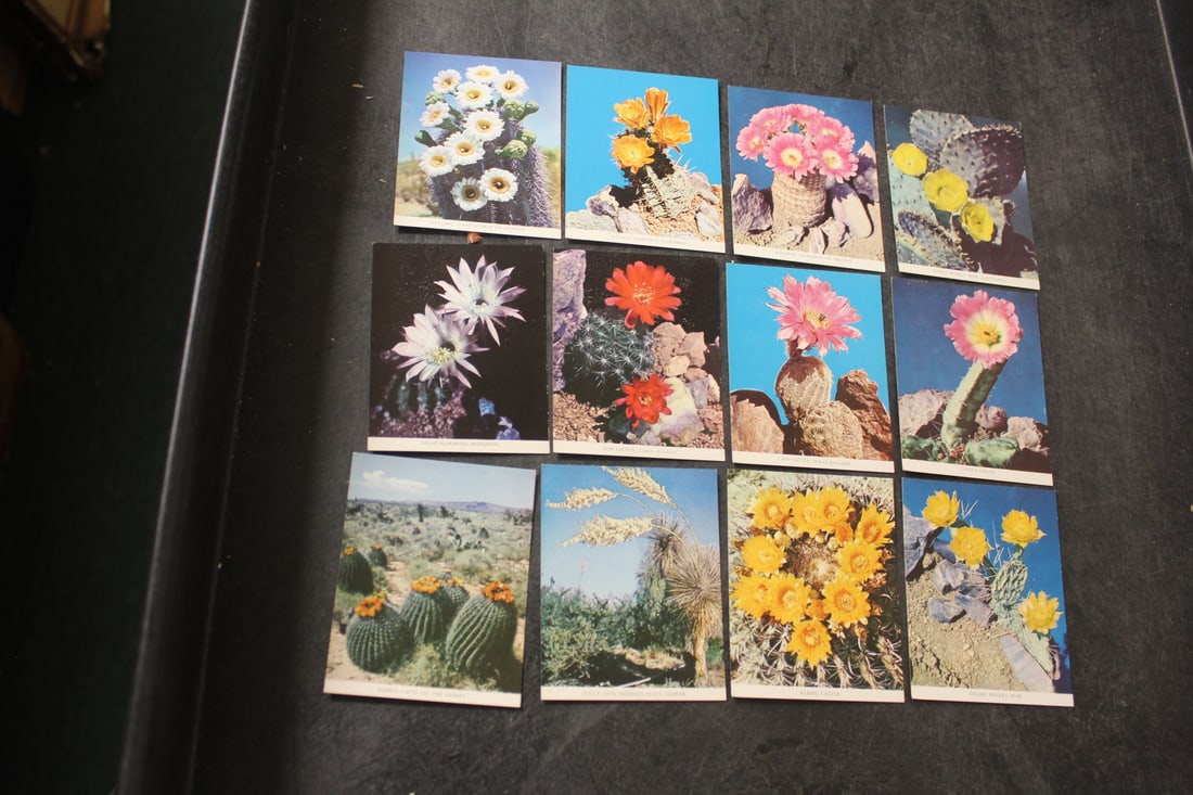 Lot of 12 Cactus Clos-ups Photographs: as shown