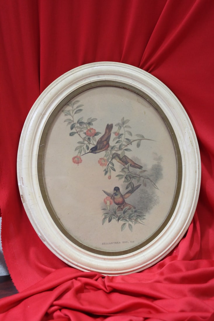 A Framed Oval Print by Gould: overall= 14 5/8" I ndiameter