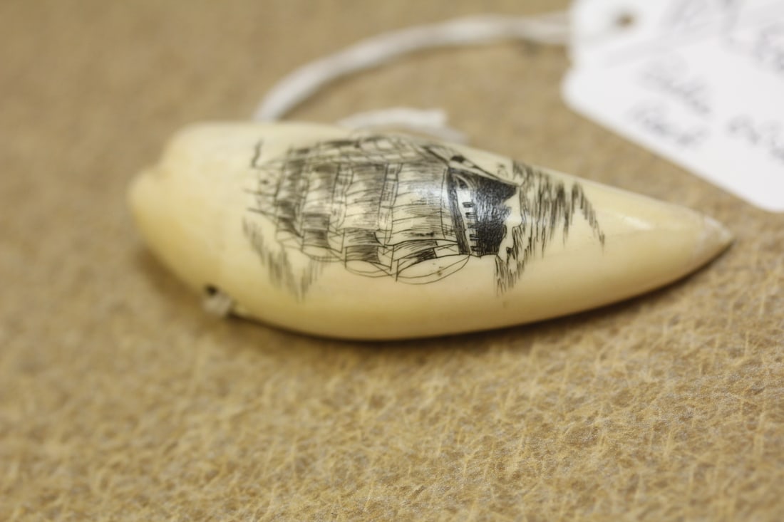 Scrimshaw Belle of the Reef (1 of 6)