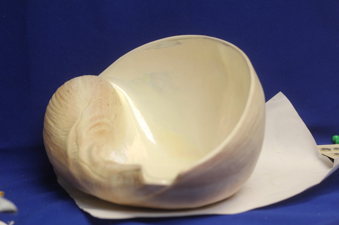 Shell Form Bowl?: ceramic - approximately 10" across