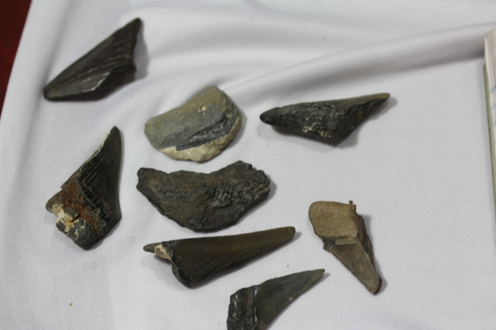 Lot of 8 Partial Megalodon Tooth (1 of 5)