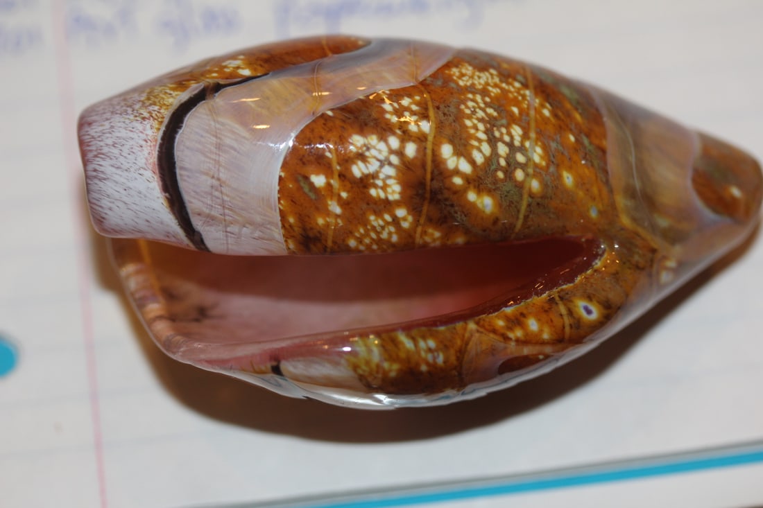 Art Glass Shell (1 of 5)