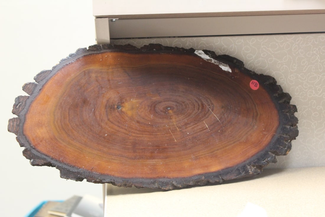 Slice of Cypress Wood: 21 inches in diameter