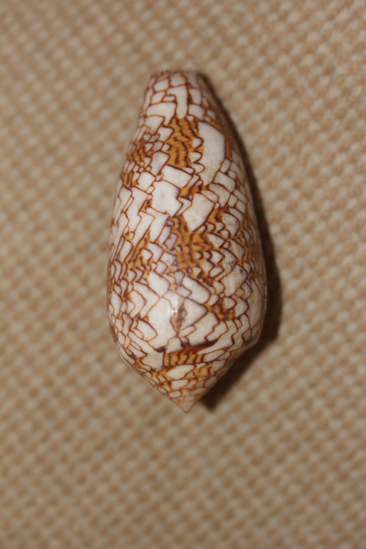 Conch Shell (1 of 5)