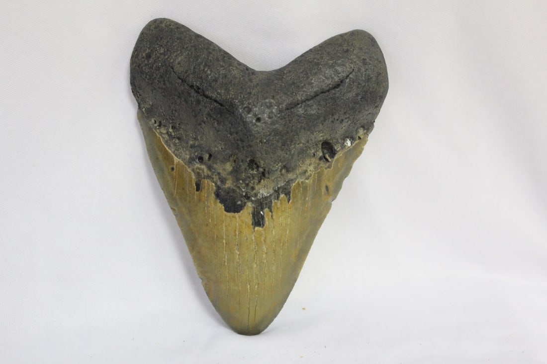 A Large Megalodon Tooth: 5 3/4" long - doesn't seem to have been repaired - huge!!!