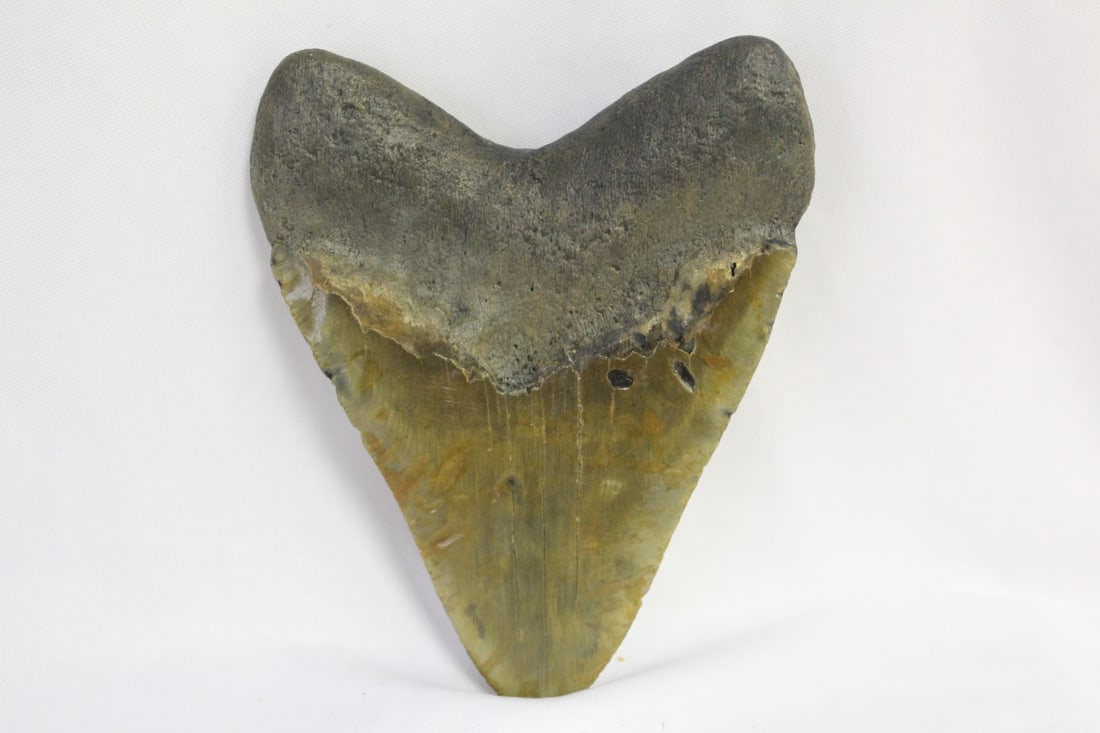 A Large Megalodon Tooth - 2