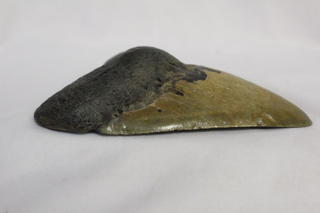 A Large Megalodon Tooth - 3