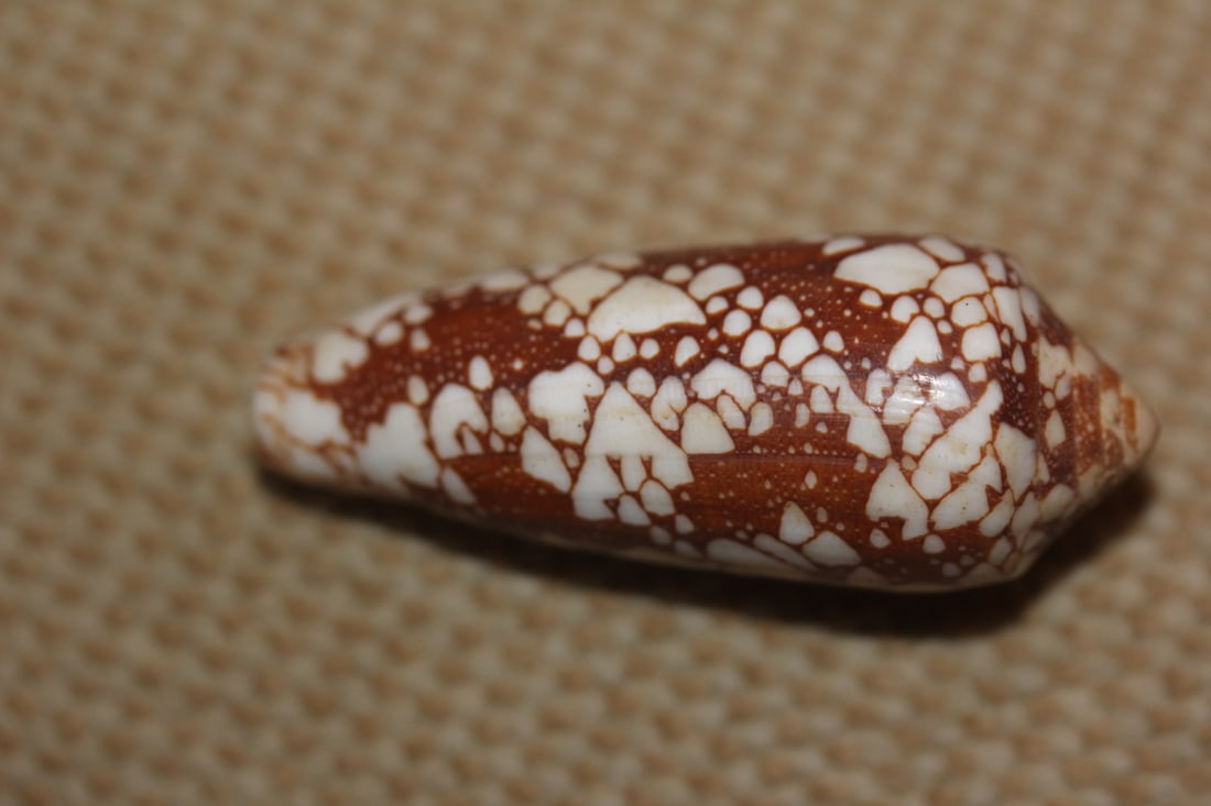 Conch Shell (1 of 5)