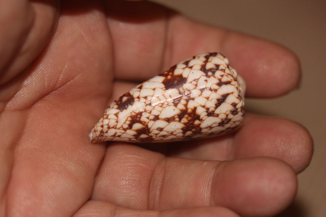 Conch Shell - 3