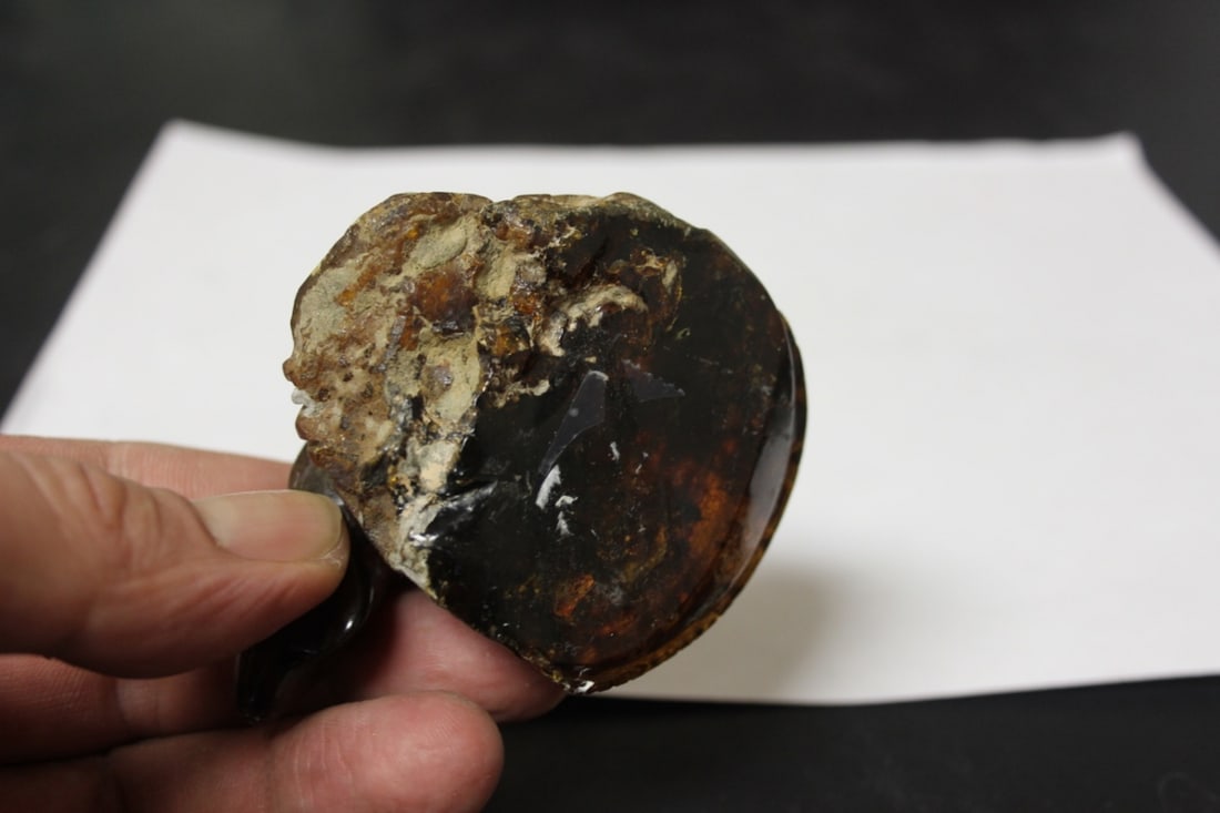 A Rare Amber Lizard - 3