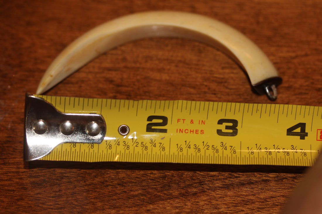 Boar's Tooth Pendant: as shown on photos