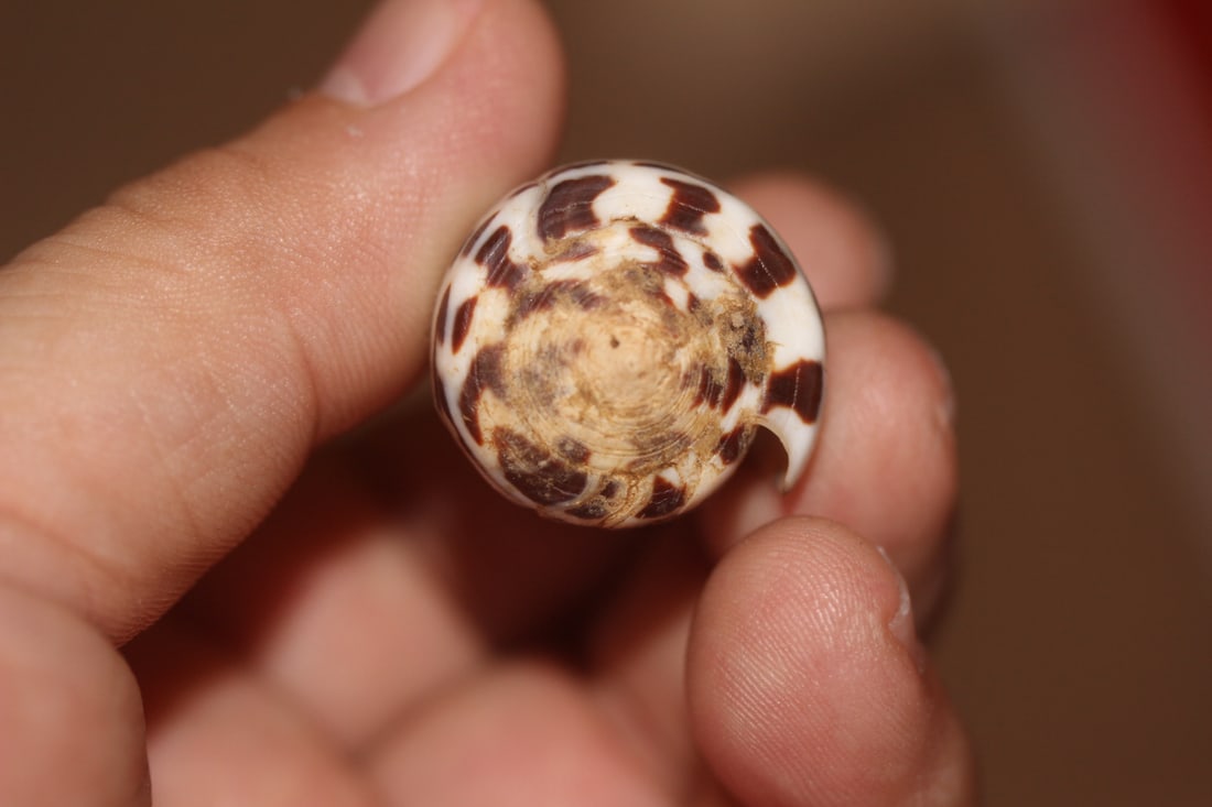 Decorative Conch Shell - 3