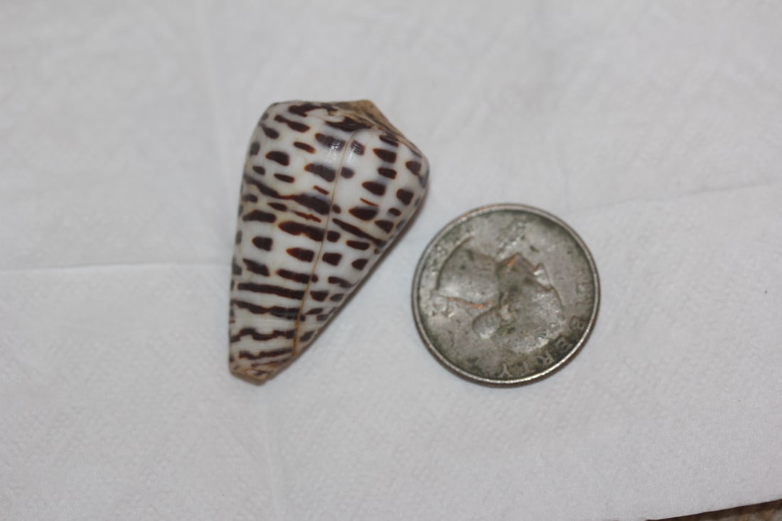 Decorative Conch Shell - 5