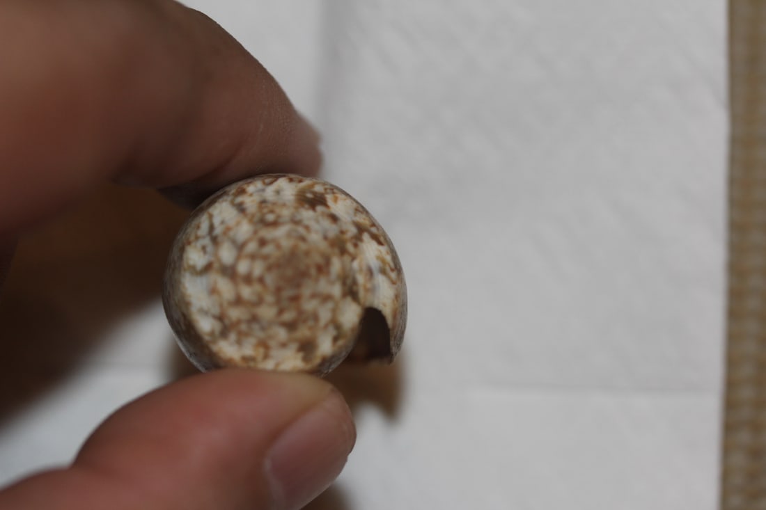 Decorative Conch Shell - 5