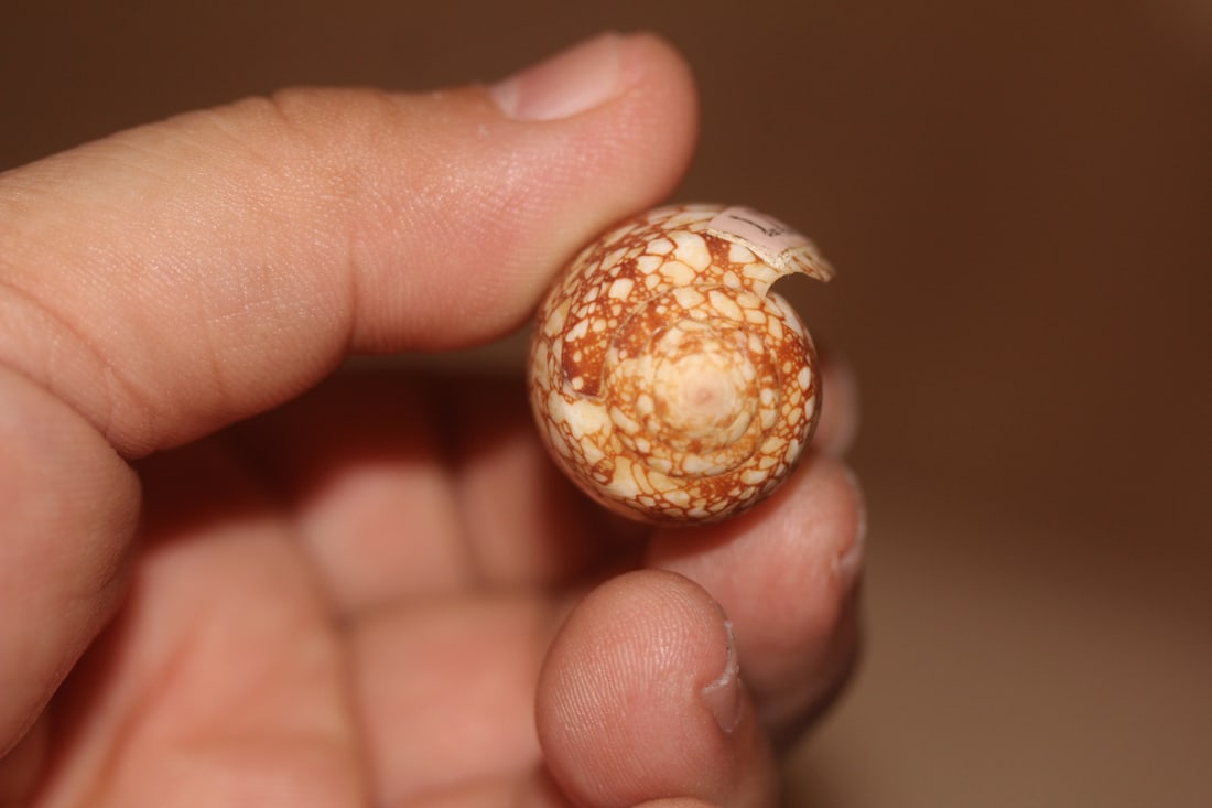 Decorative Conch Shell - 2