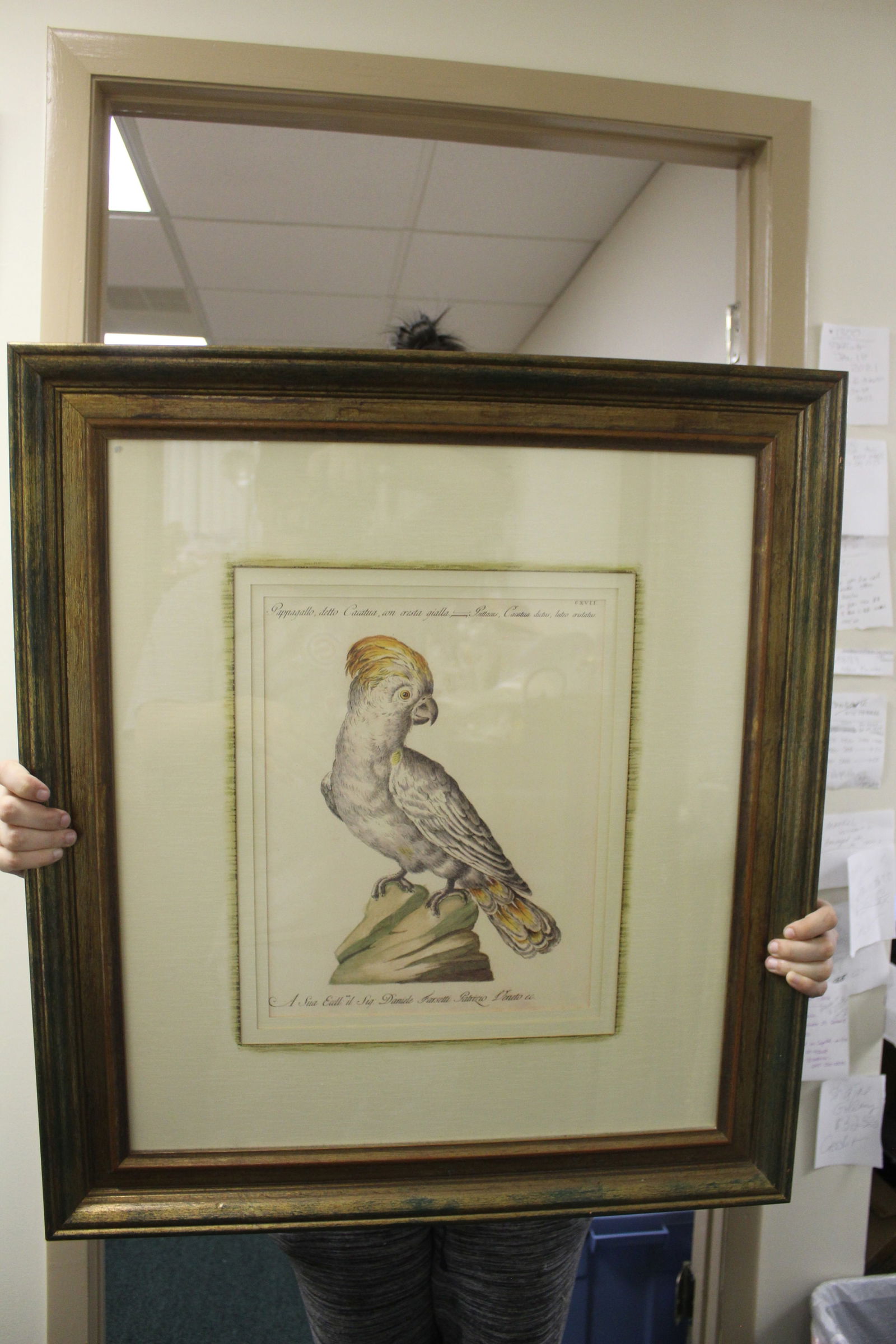 A Framed Print of a Parrot: overall= 28" x 25" 