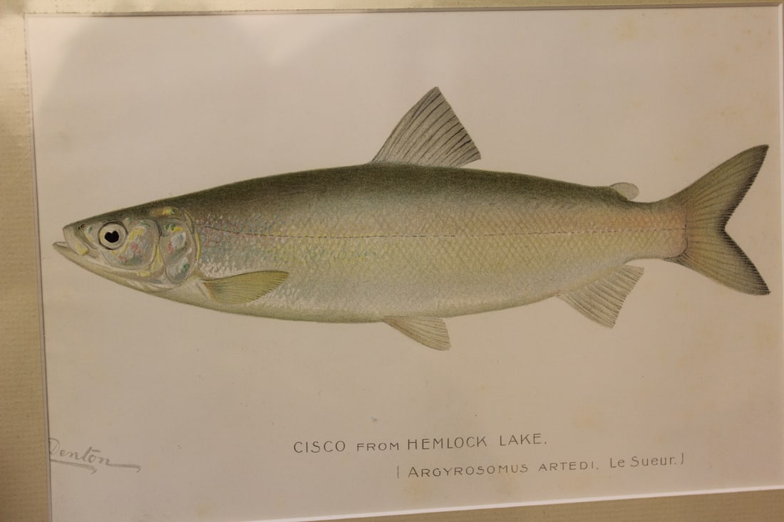 Denton Fish Etching/Illustration - 3