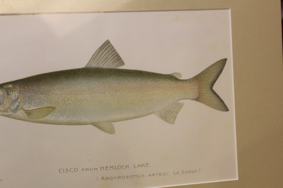 Denton Fish Etching/Illustration - 4