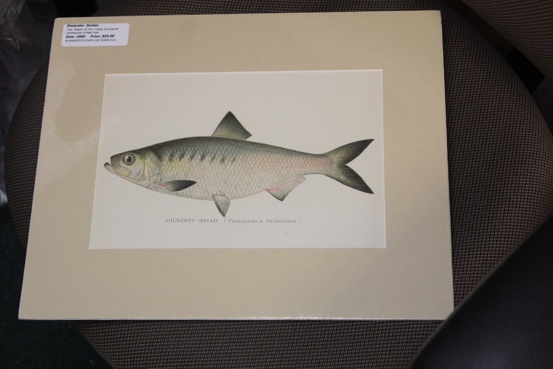 Denton Fish Etching/Illustration: overall= 15" x 12"