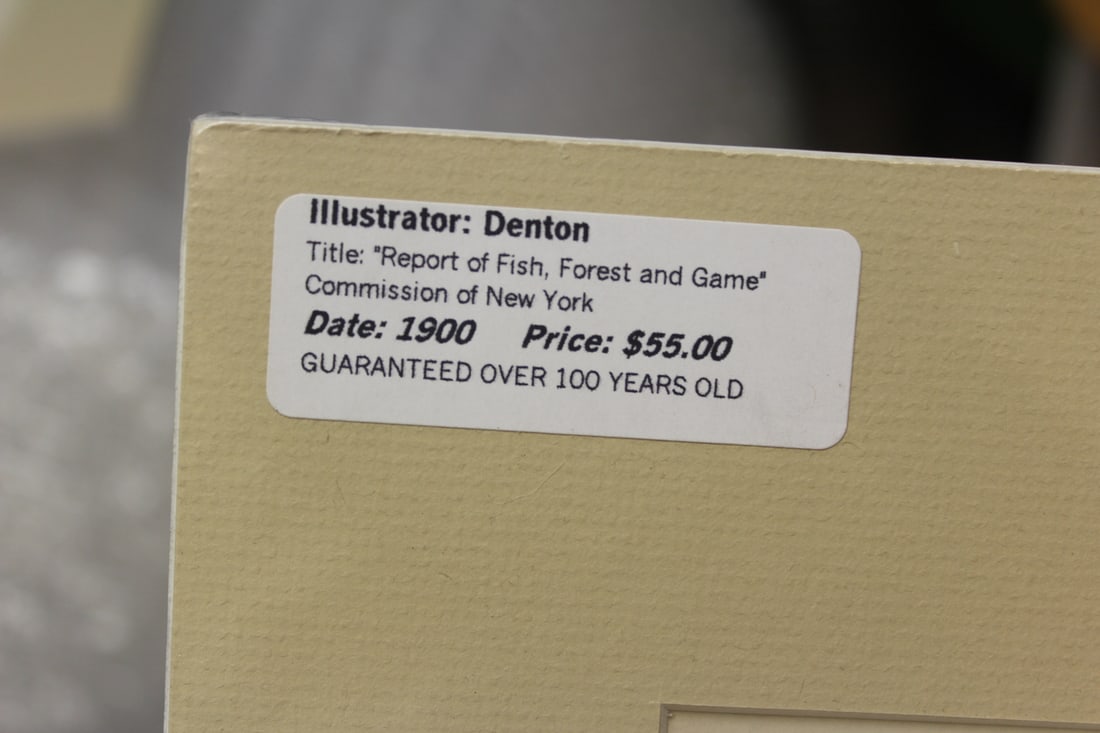 Denton Fish Etching/Illustration - 2