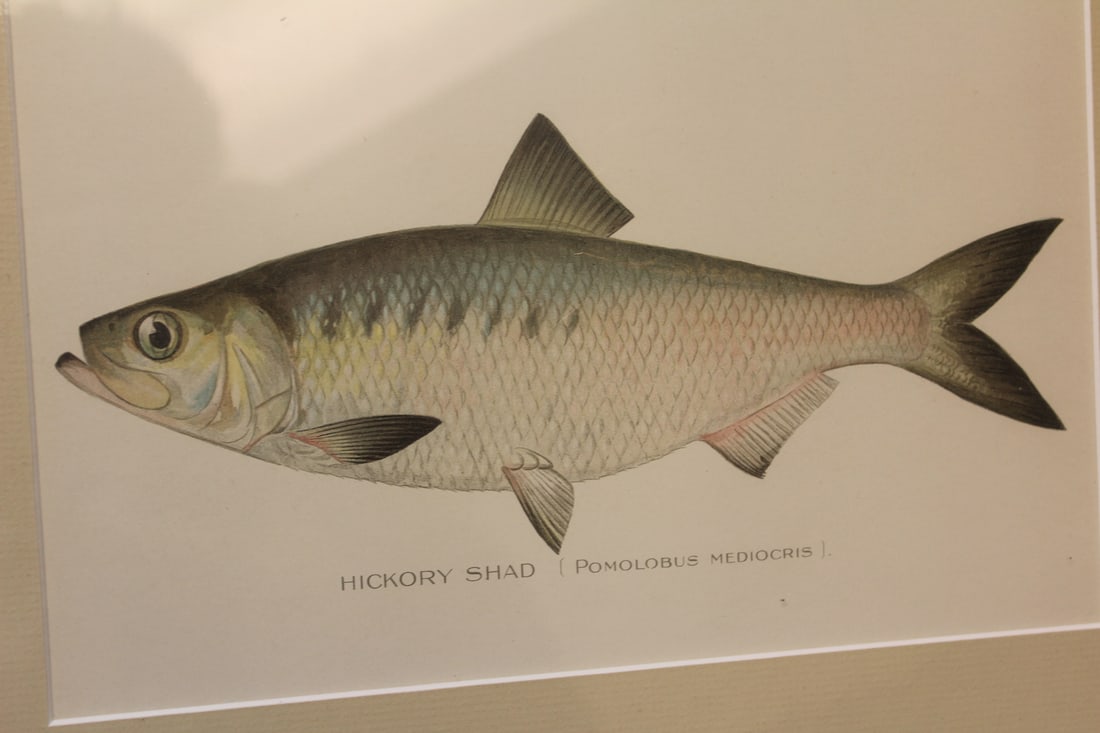 Denton Fish Etching/Illustration - 3