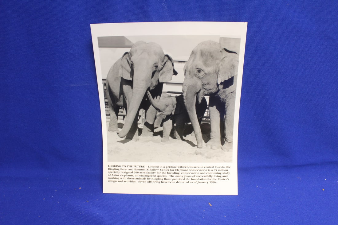 Photograph of Elephants: 8" x 10" 