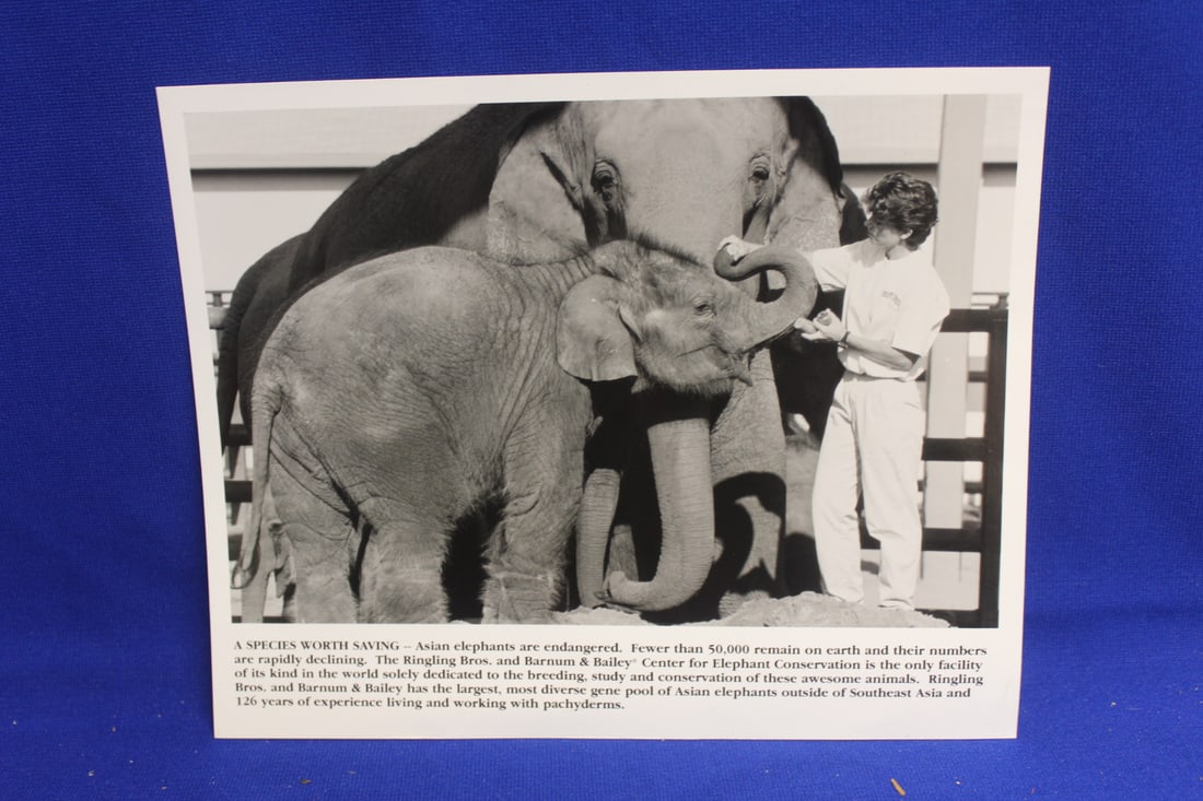 Photograph of Elephants: 8" x 10" 