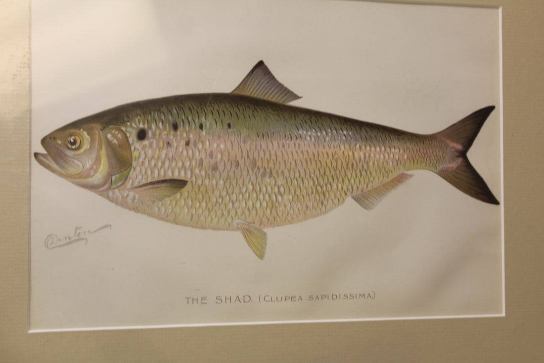 Denton Fish Etching/Illustration - 2