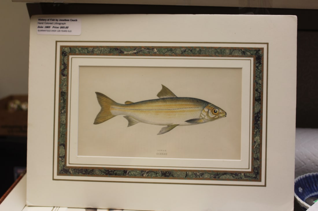 History of Fish by Jonathan Couch Lithograph: overall= 15" x 11"