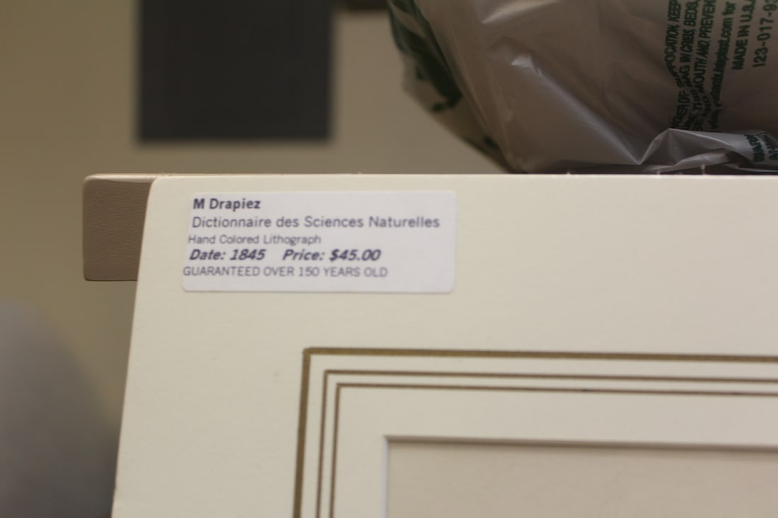 M. Drapiez Lithograph - 2