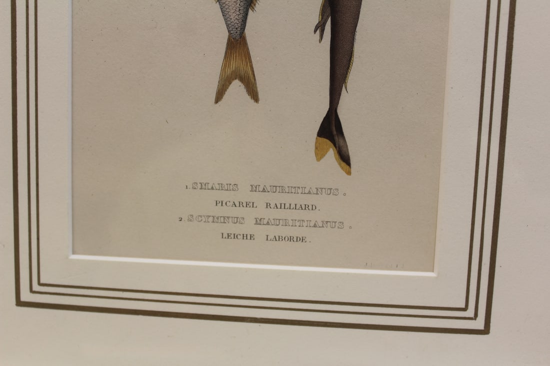 M. Drapiez Lithograph - 3