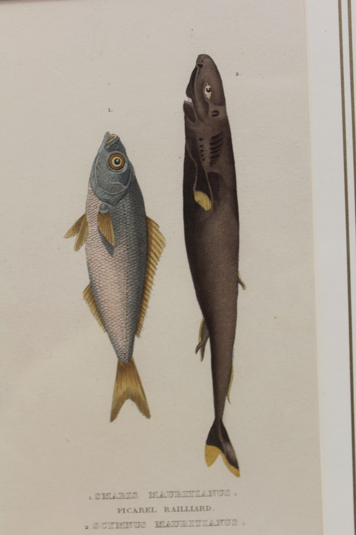 M. Drapiez Lithograph - 4