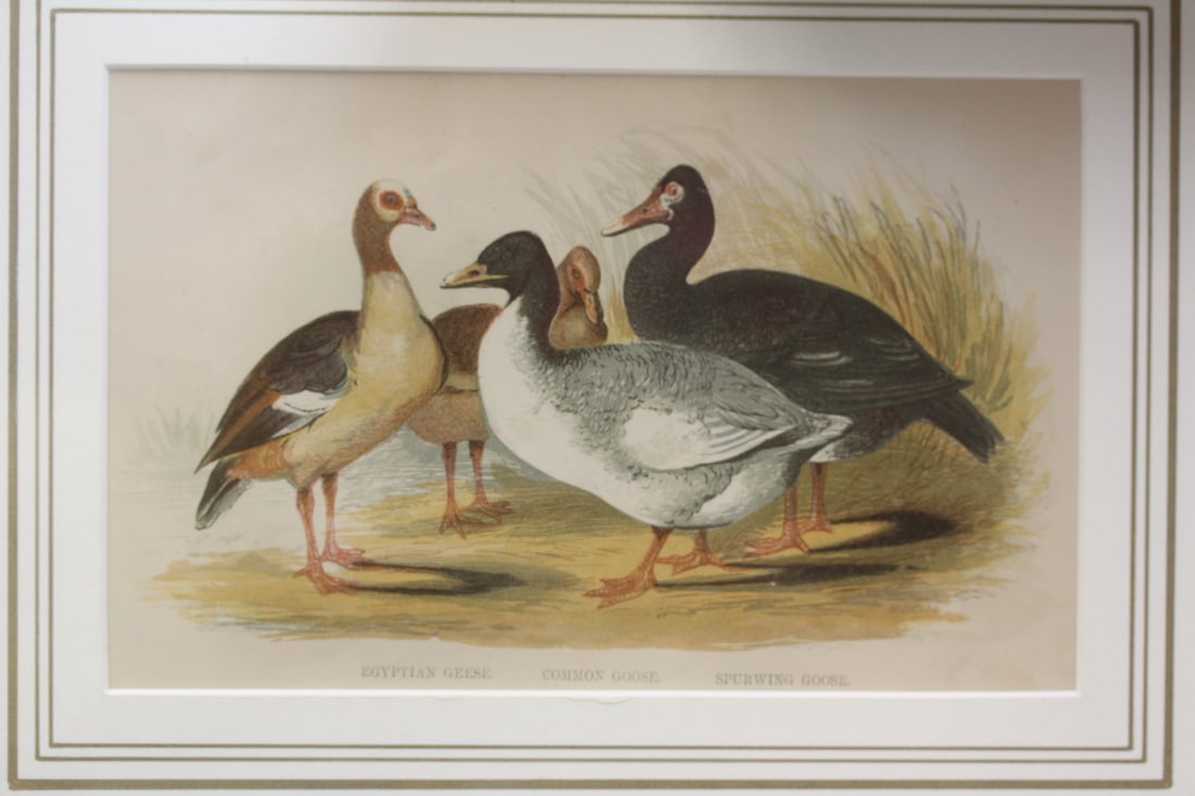 Antique Steel Engraving: unframed 