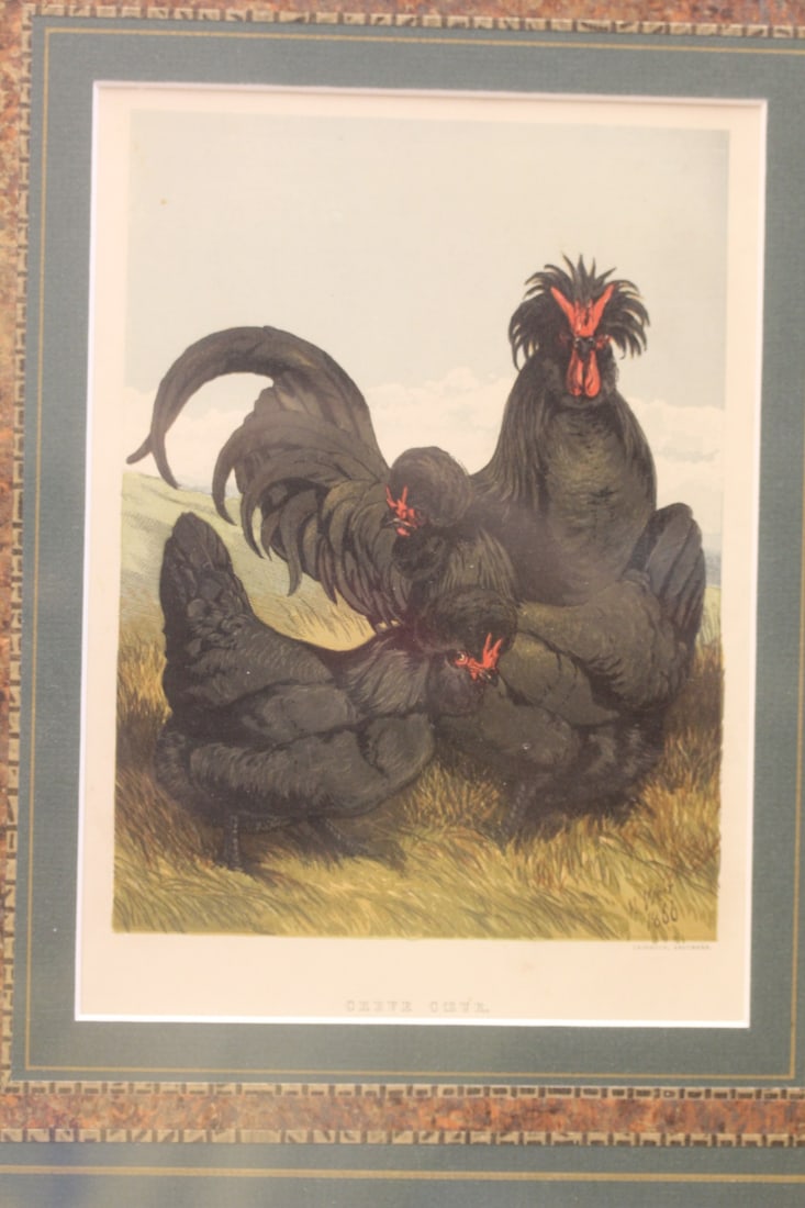 Antique Steel Engraving: unframed 