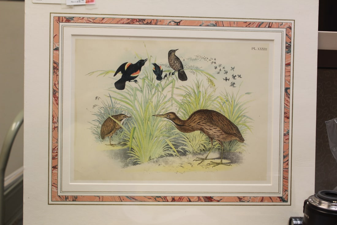 Antique Steel Engraving: unframed 