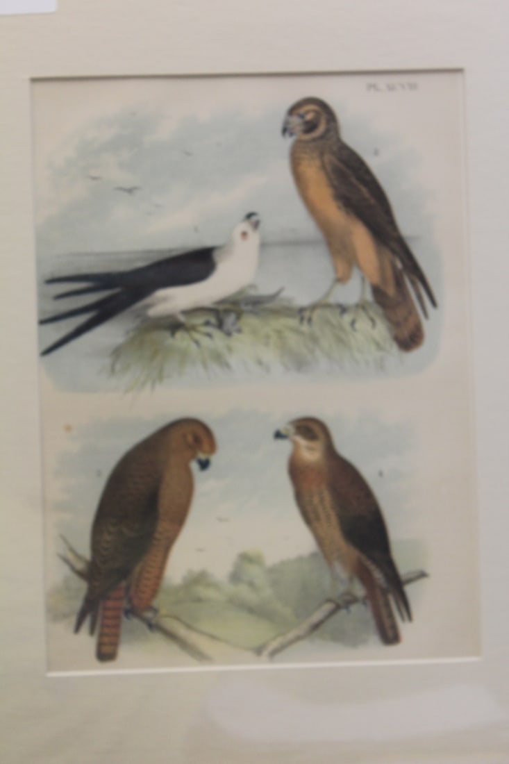 Antique Steel Engraving: unframed 