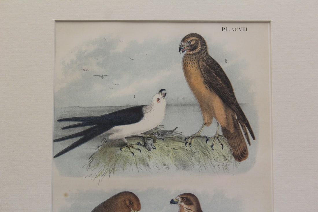 Antique Steel Engraving - 2