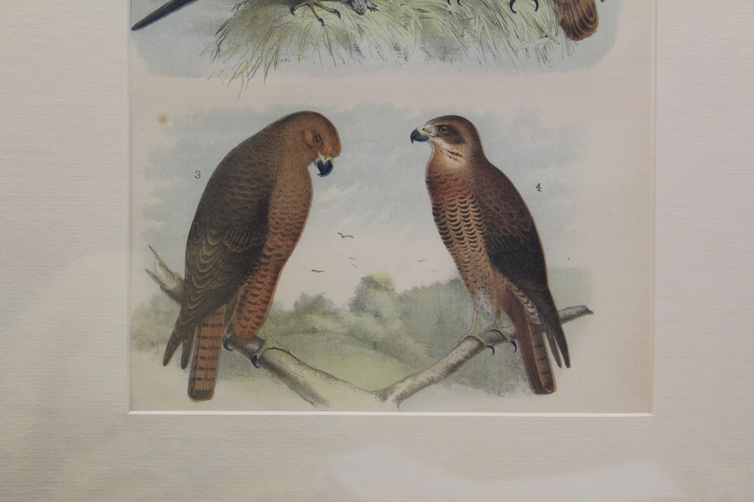 Antique Steel Engraving - 3